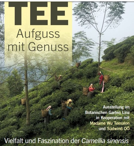 Tee Aufguss mit Genuss